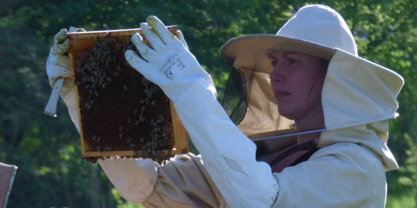 Beekeeping voluntary work